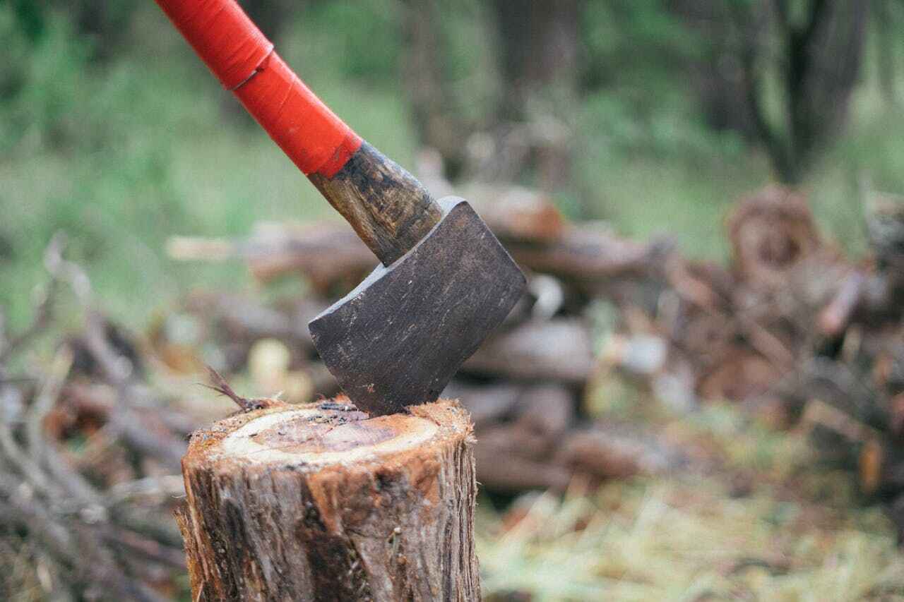 Best Palm Tree Trimming  in USA